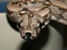 ARABESQUE MALE